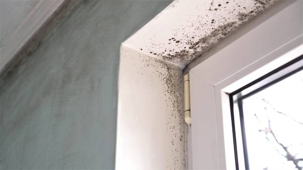 Best HVAC Mold Inspection and Cleaning  in Penrose, CO