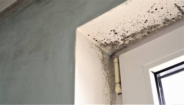 Best Mold Remediation for Healthcare Facilities  in Penrose, CO
